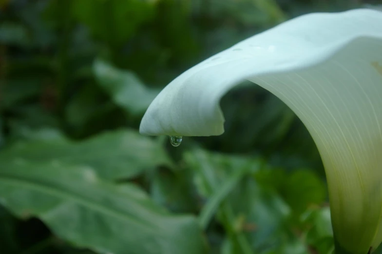 this is the inside of a white flower