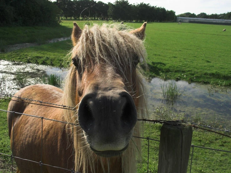 this is an image of an animal looking at the camera