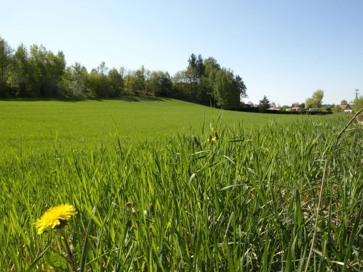 a grassy field is seen with a single yellow flower