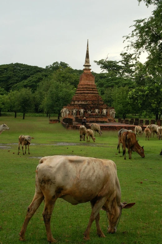 cows graze in a grassy area near a small temple