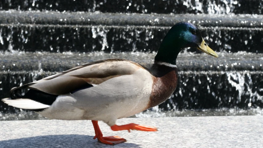 a duck walking away from a fountain and splashing water