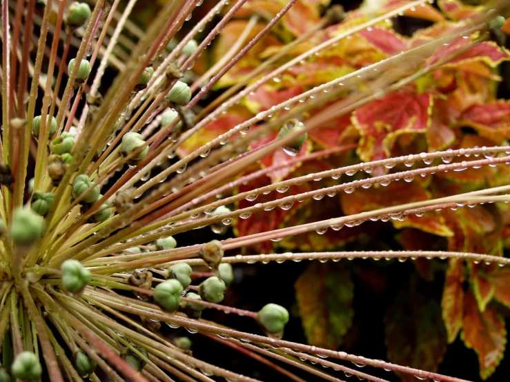 wet plants that are growing in the yard