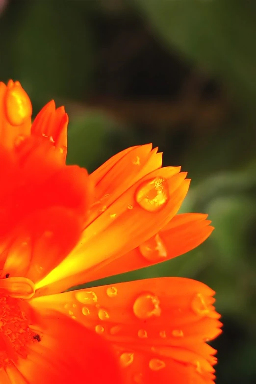 a yellow and orange flower with drops of water