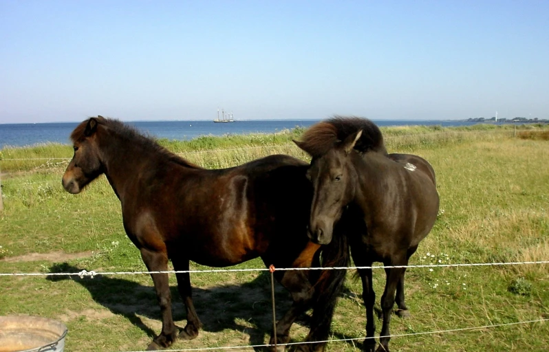 two horses are standing together by the water