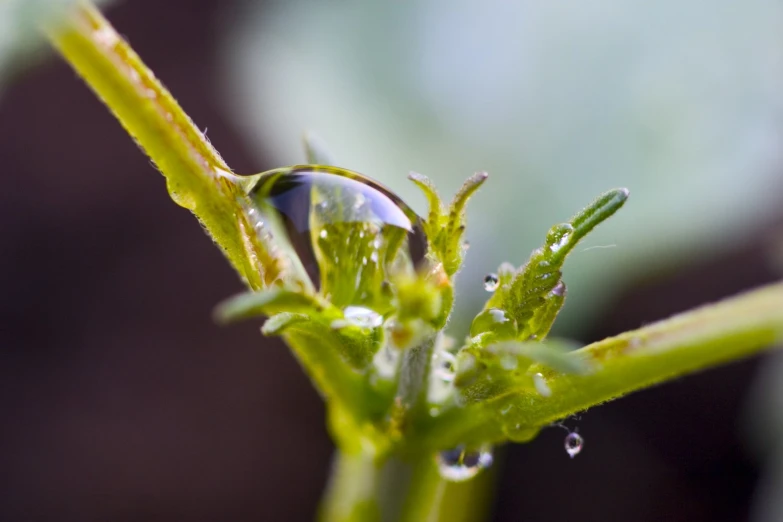 some green leaves with water droplets on them