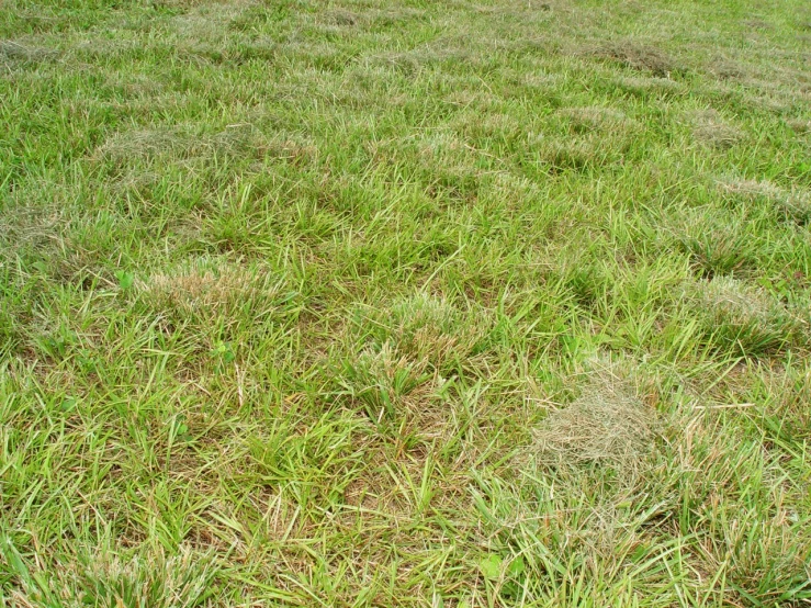 a grass field with a hydrant on top of it