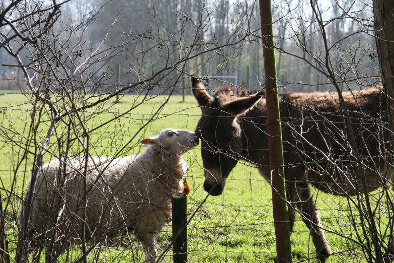 two sheep are in the field with one of them facing opposite directions