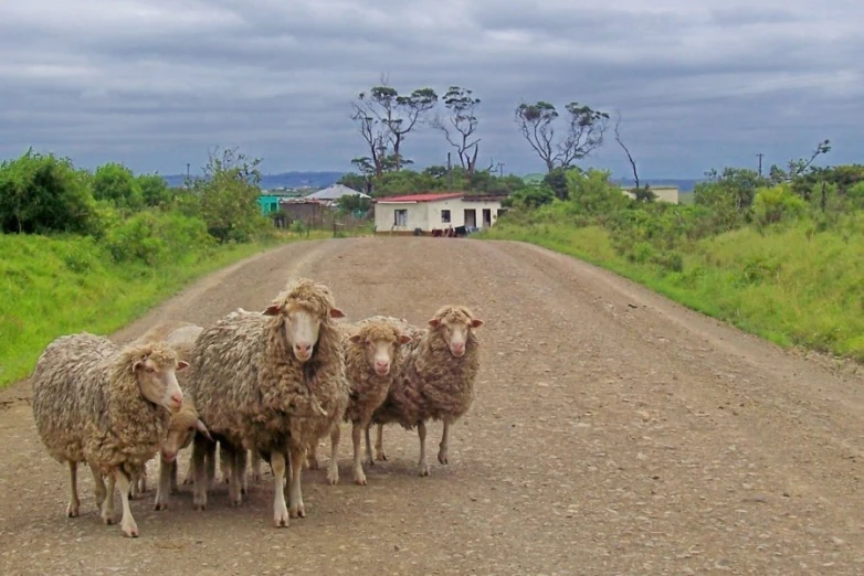 three sheep standing by each other in the middle of a road