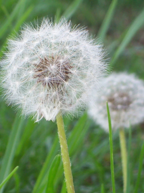 a dandelion with the seed about to wilt