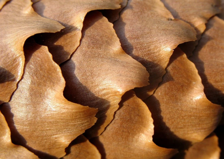 the background of a tree stump with ridges and ridges