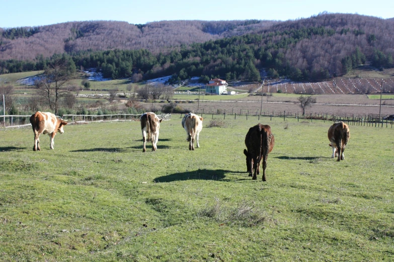 several cows walking around in the grassy field