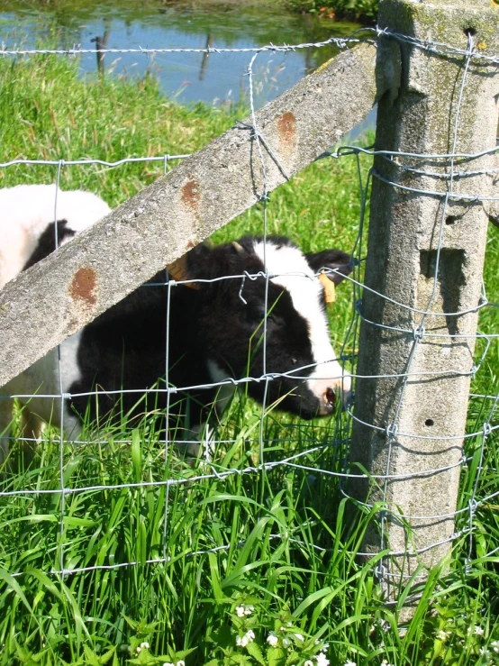 a cow is near a fence in the grass