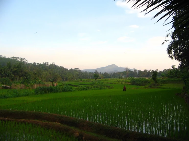 the landscape in the jungle is covered with lush green rice