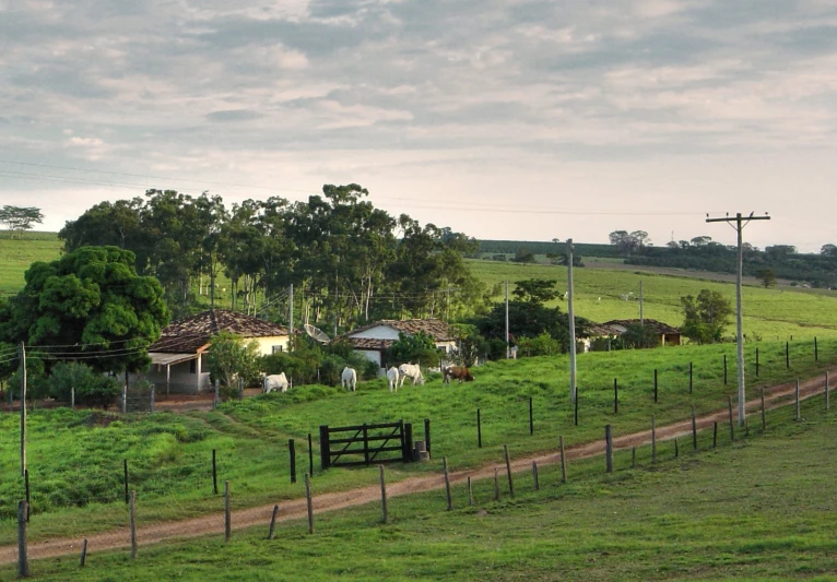 horses are grazing on a field of grass