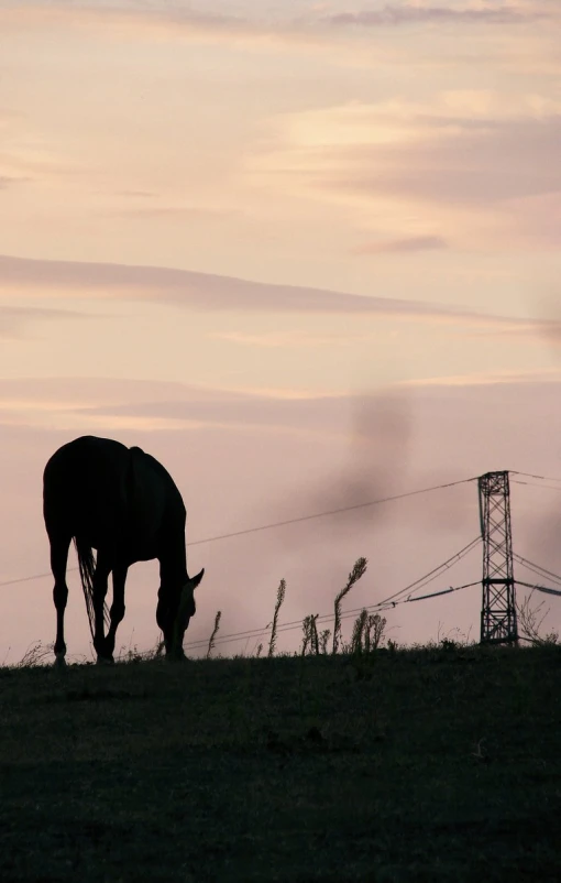 a horse that is eating grass in the field