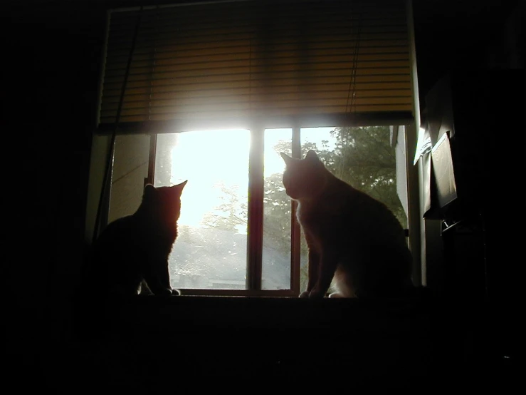 two cats look at the light coming through the window