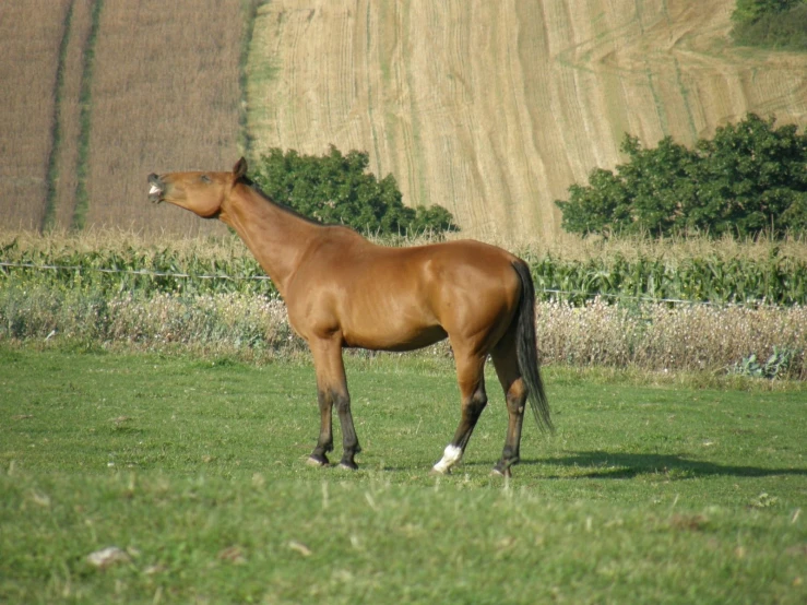 a horse standing alone in a grassy field