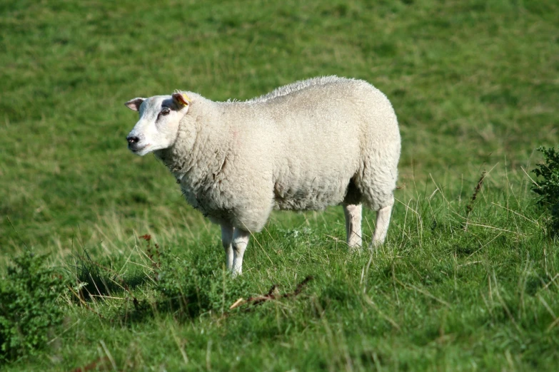 a sheep standing on a lush green field