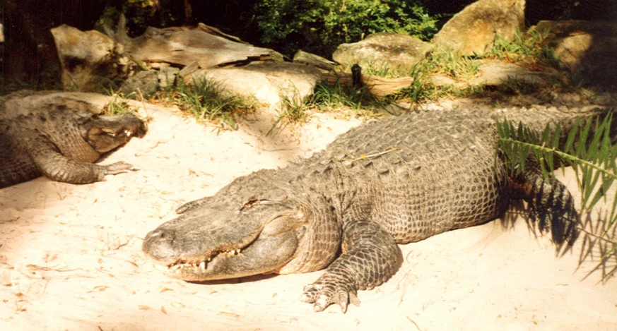 two alligators are laying down on the sand