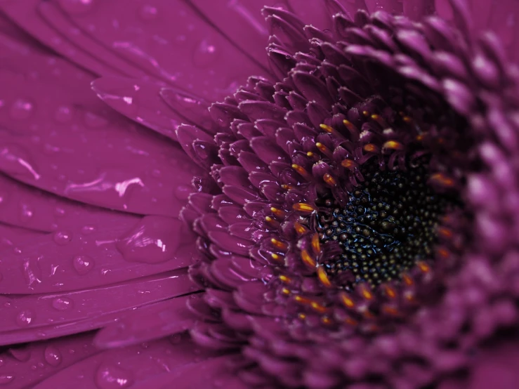 a purple flower with water drops on it