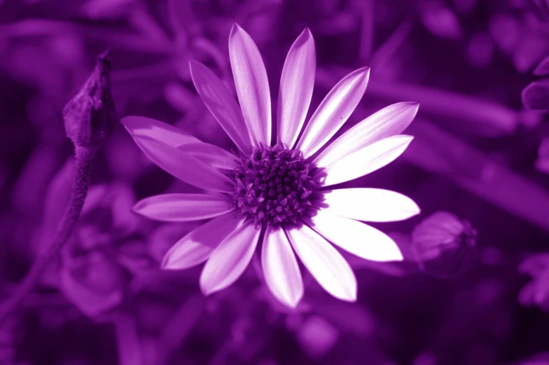 a purple flower and some green plants with purple flowers