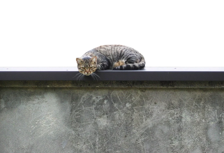 a cat sitting on the top of a stone wall