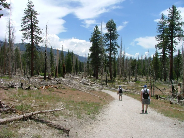 two people are standing in the middle of a clearing