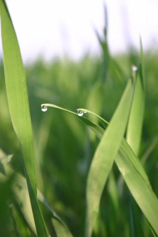 the green blades of grass with drops of water on them