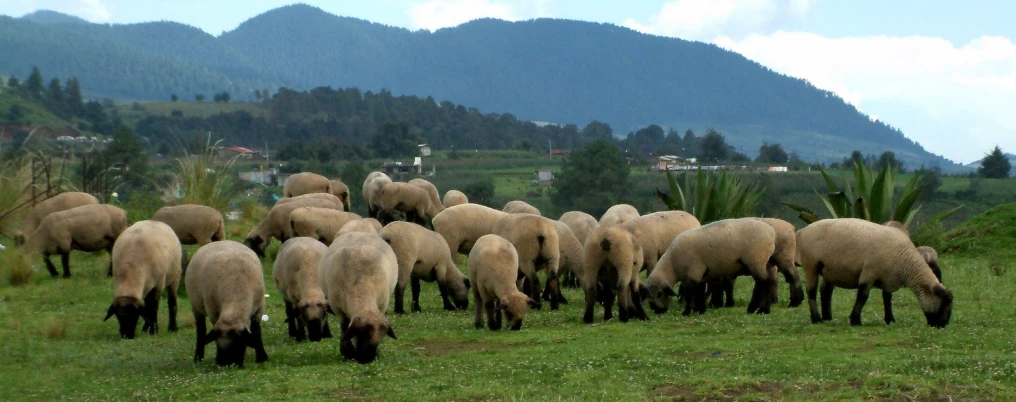 sheep grazing on a lush green hillside covered in mountains