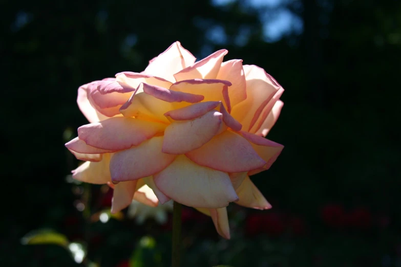 a close up of a flower with the petals still open