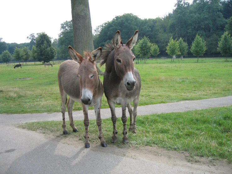 two donkeys standing together in the middle of a grassy park
