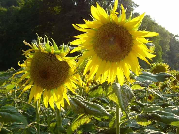 a very tall sunflower with two petals
