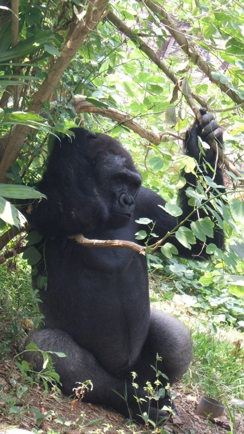 a gorilla chewing on leaves in a tree