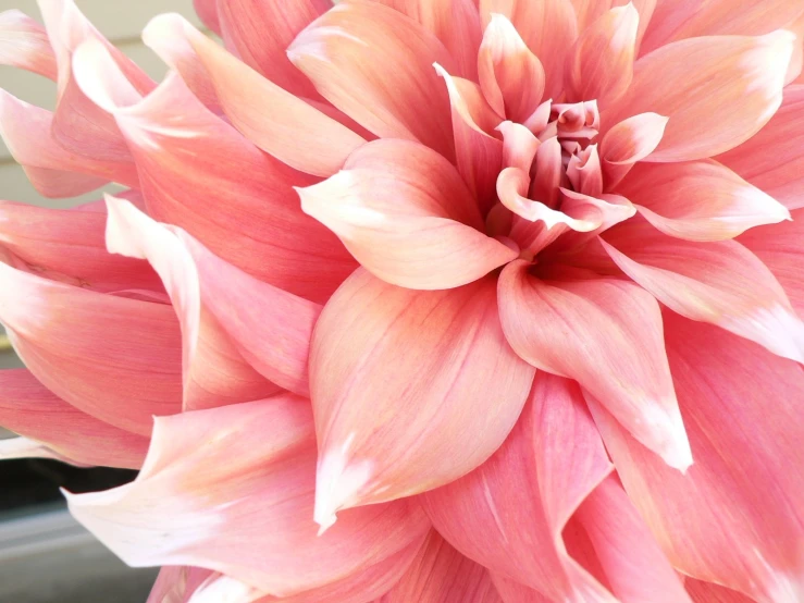 large pink and red flower in a vase