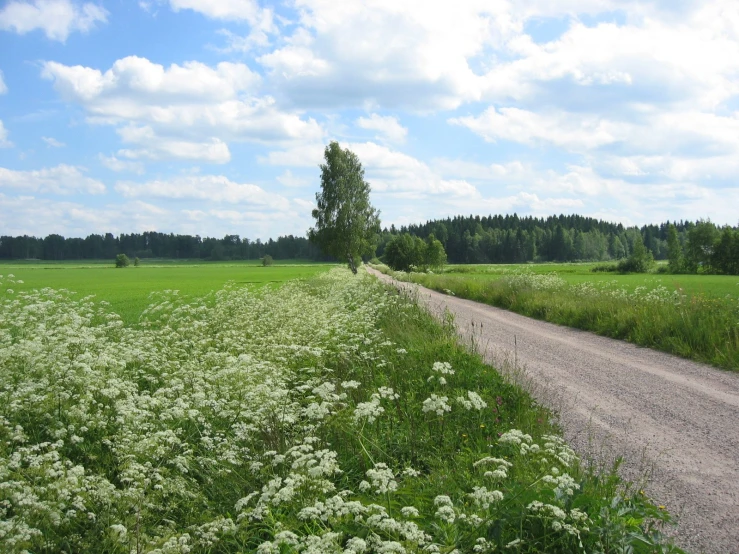 a gravel road winds through a field full of white flowers
