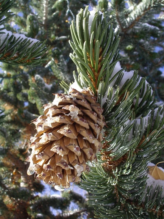 a pine cone is on the nches of a tree