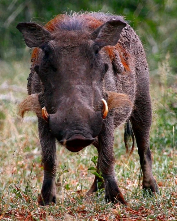 the head and side view of a pig in the grass