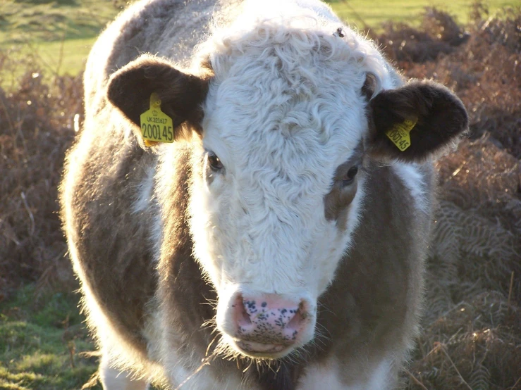 a close - up of a tagged brown and white cow with yellow tags