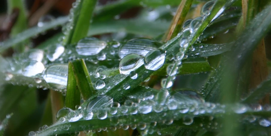 a close up image of grass with drops of dew