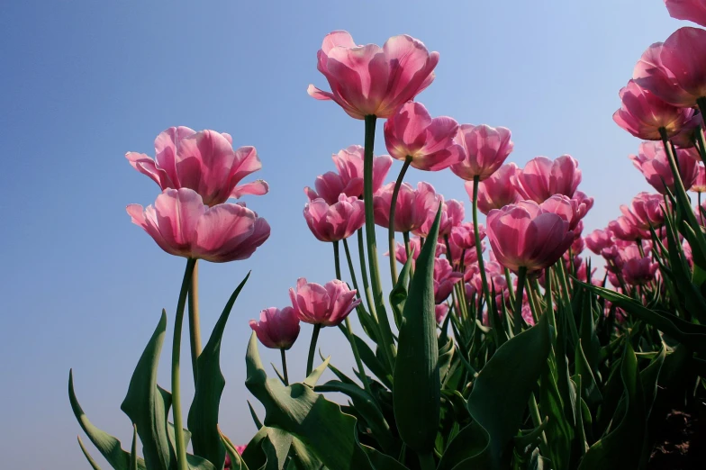 flowers are blossoming on the stems near the blue sky