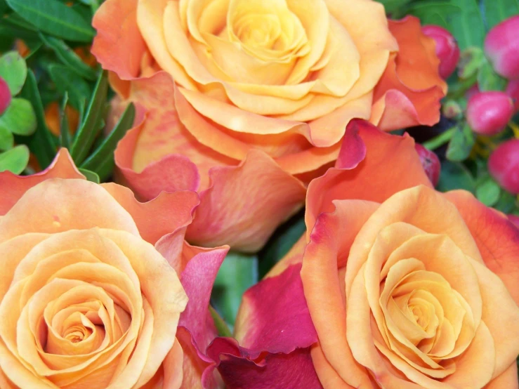 a group of orange and red flowers with green leaves