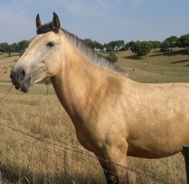 a horse is standing by a barbed wire fence