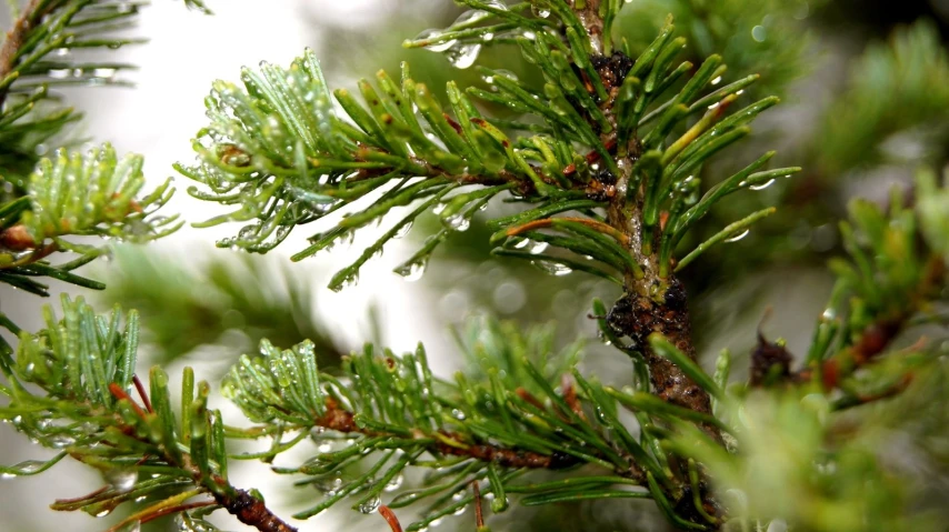 an extremely close up view of some pine needles