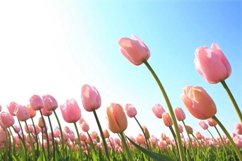 the image is of a field with many pink flowers