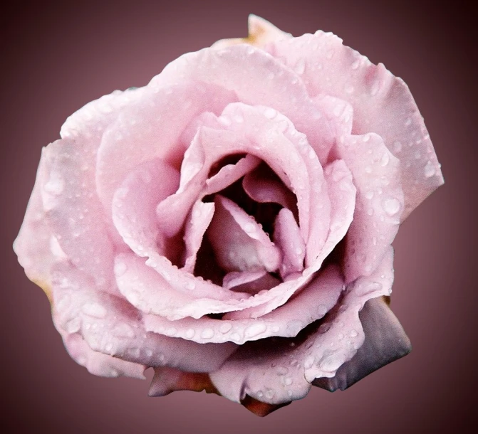 a large pink rose has rain drops on it