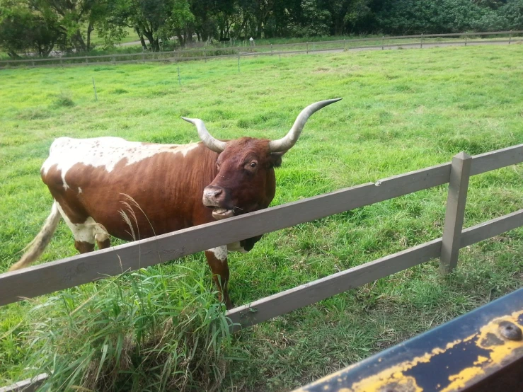 an ox standing near a fence in a grassy field