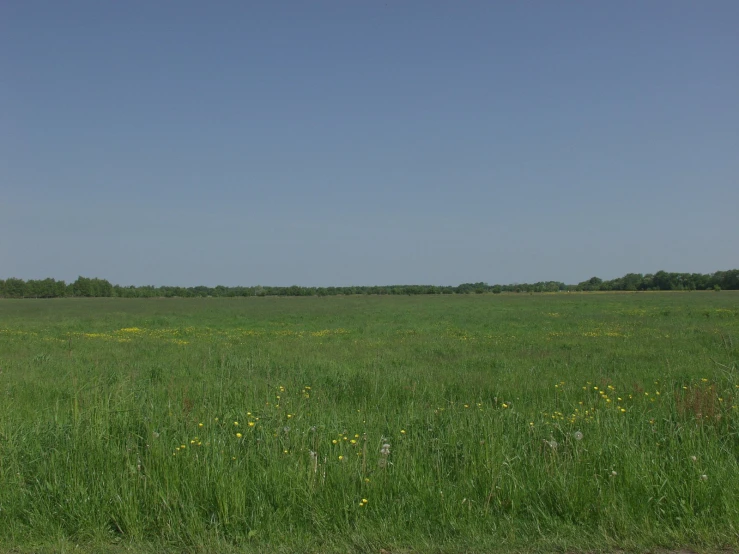 there is a large open field that looks great with tall grass