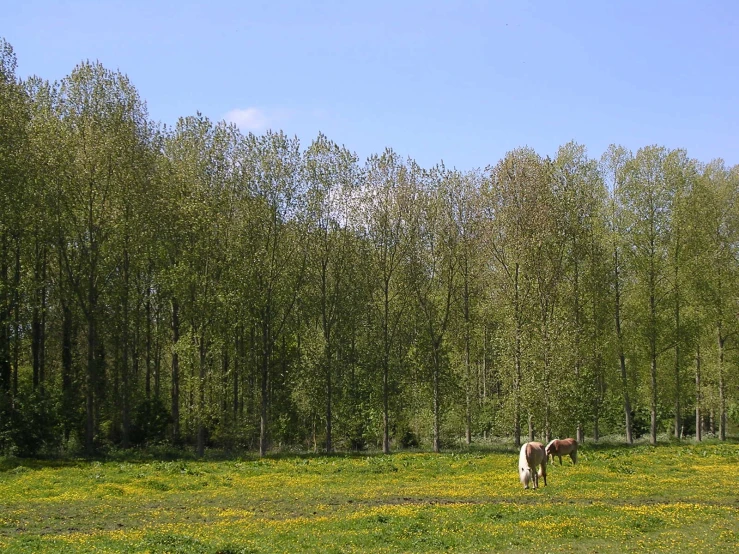 a white horse on a lush green field surrounded by trees