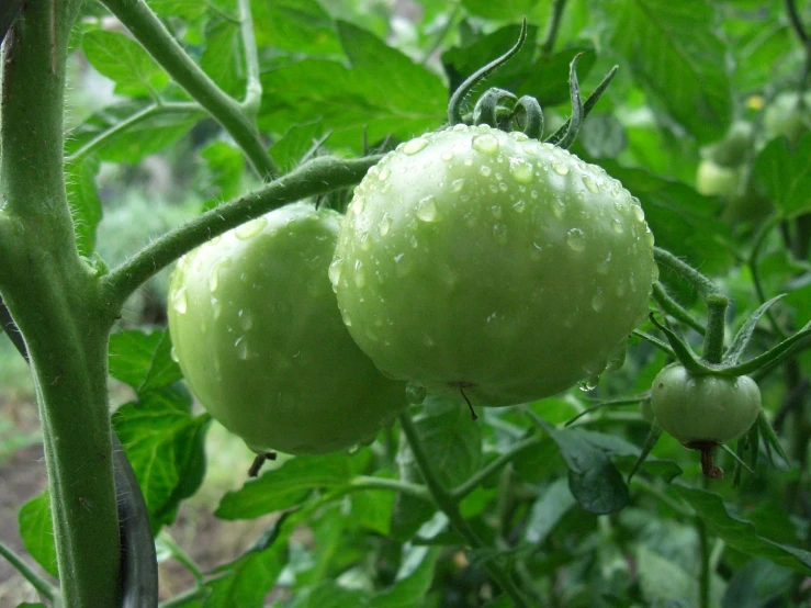 tomatoes hanging from a plant with drops of water on it