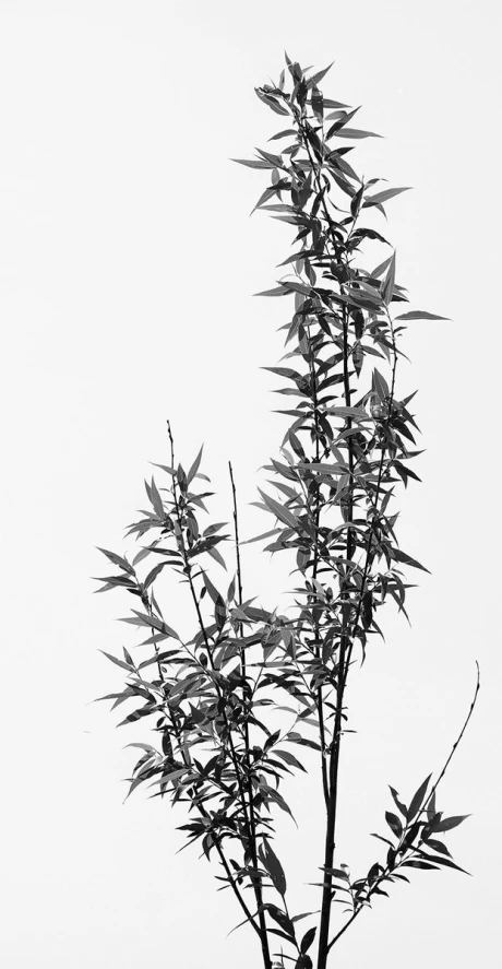 an image of leaves in the sky on top of a tree